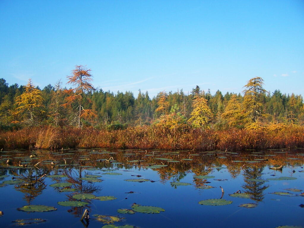 Photo: Marshy end Photo: Marshy end