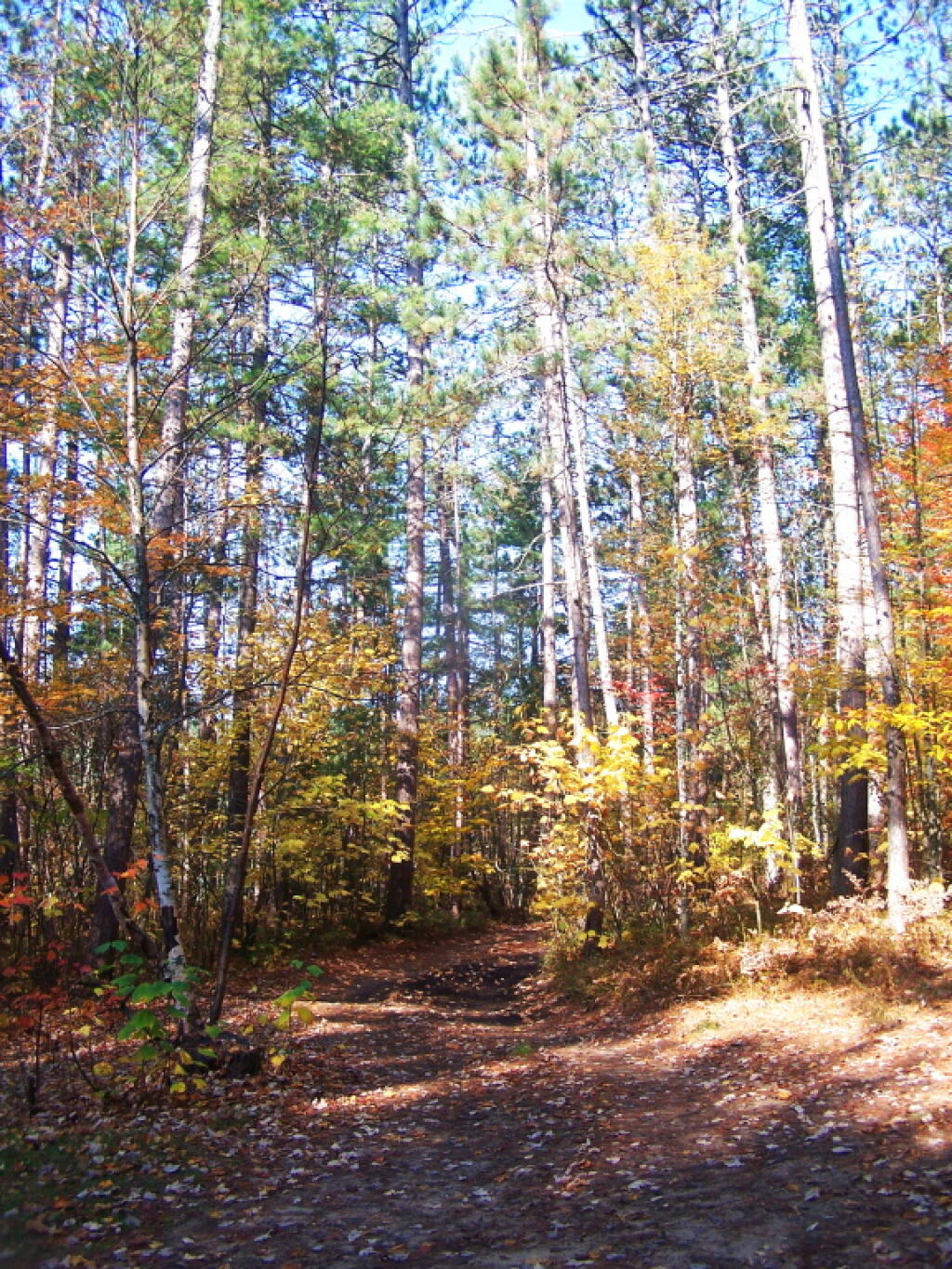 Photo: Looking Up Thru Tall White Pines Photo: Looking Up Thru Tall White Pines