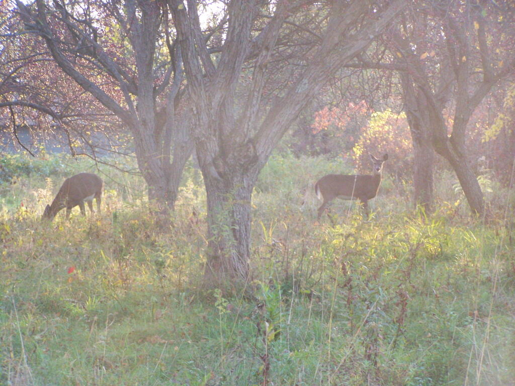 Photo: Deer at the Orchard Photo: Deer at the Orchard