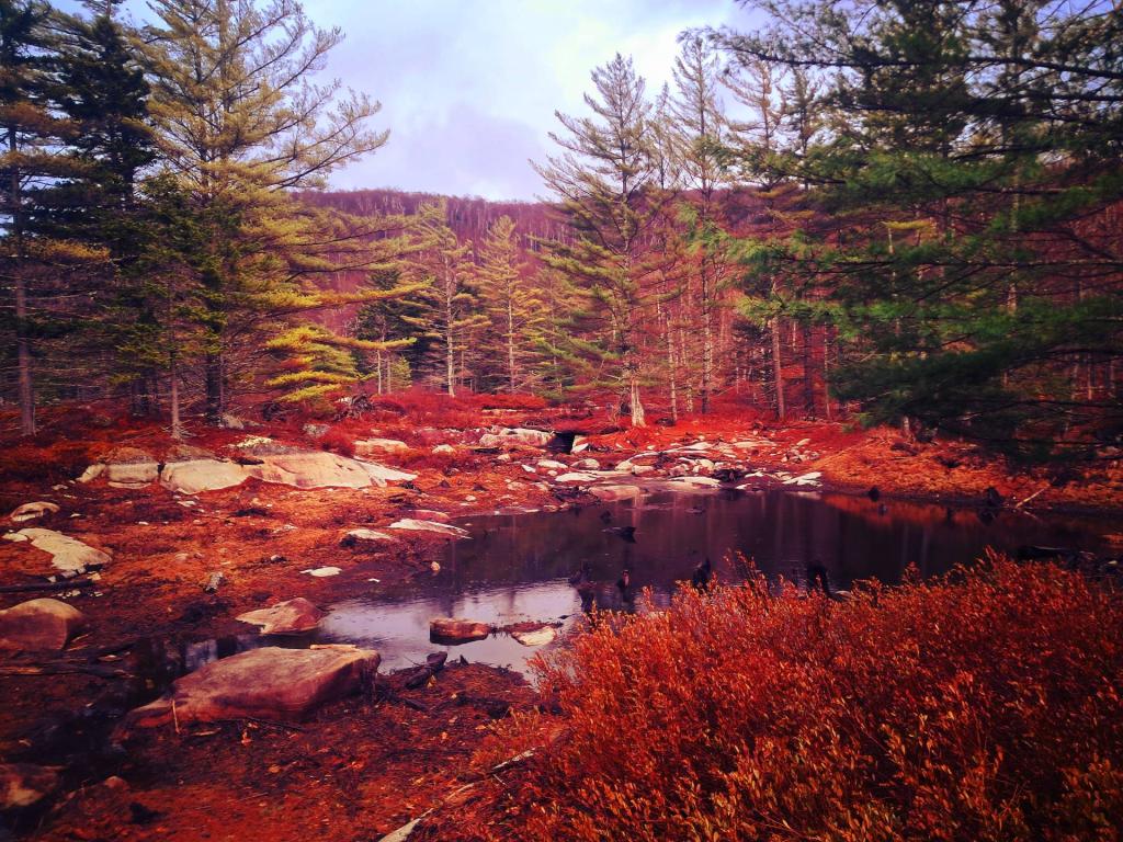 Photo: Outlet from Eagle Pond Photo: Outlet from Eagle Pond