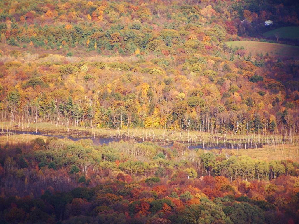 Photo: Swamp