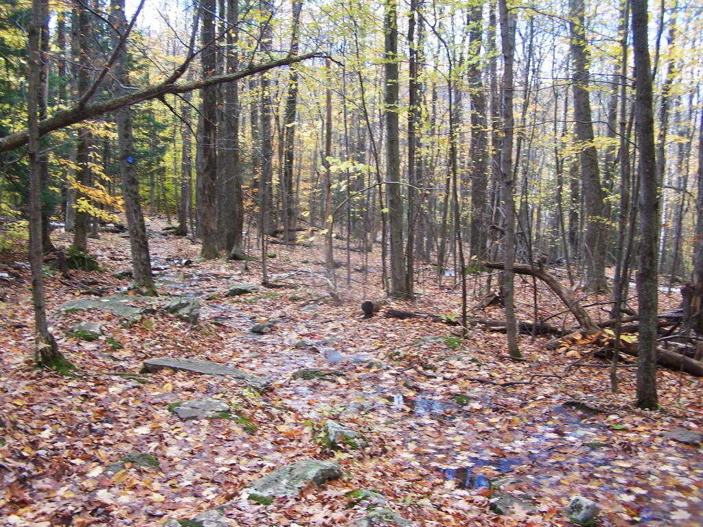 Photo: Swampy Trail Photo: Swampy Trail