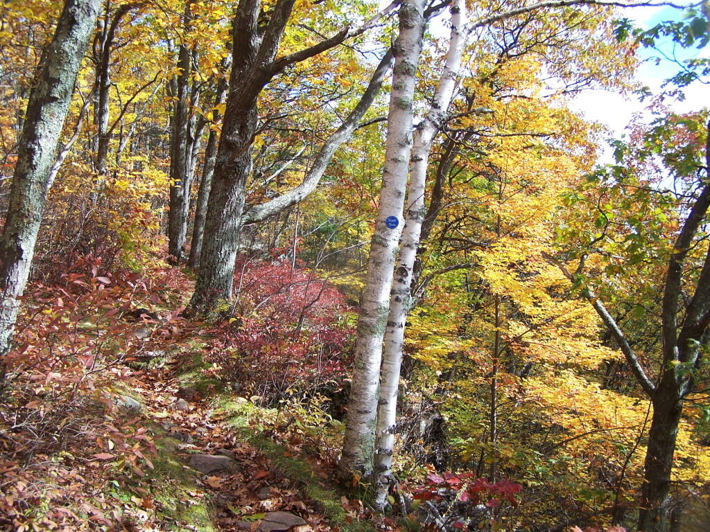 Photo: Steeper Section of Trail Photo: Steeper Section of Trail