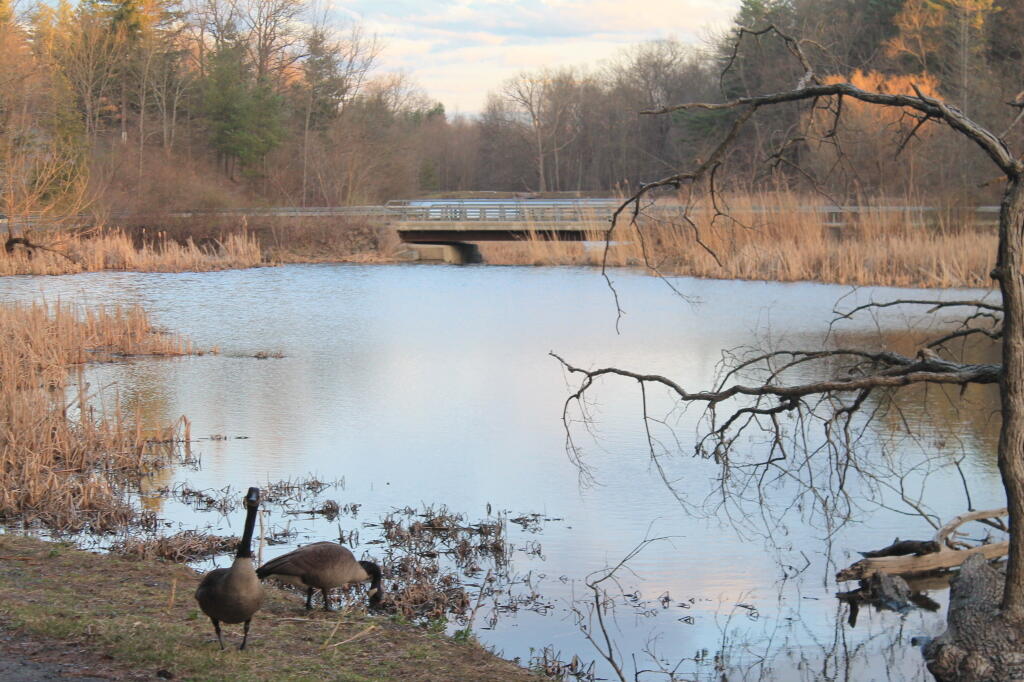 Photo: Geese at Vlomanskill Road Photo: Geese at Vlomanskill Road