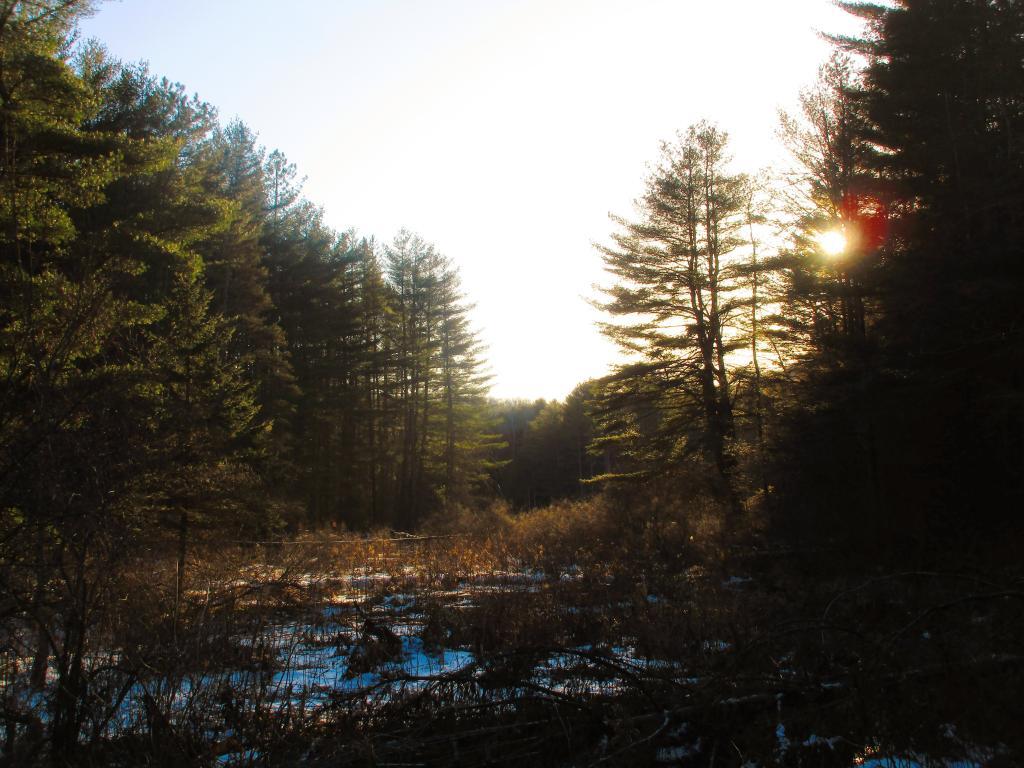 Photo: Afternoon on Horse Trail Photo: Afternoon on Horse Trail