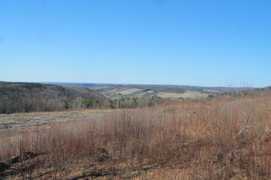Photo: Across the Clear Cut Photo: Across the Clear Cut