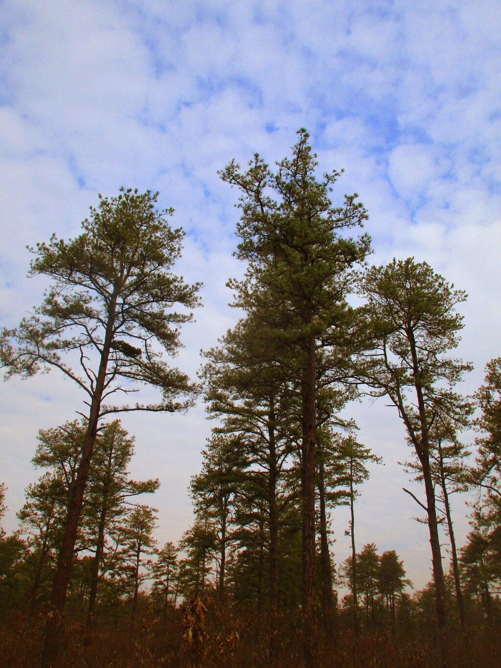 Photo: Barrens Photo: Barrens
