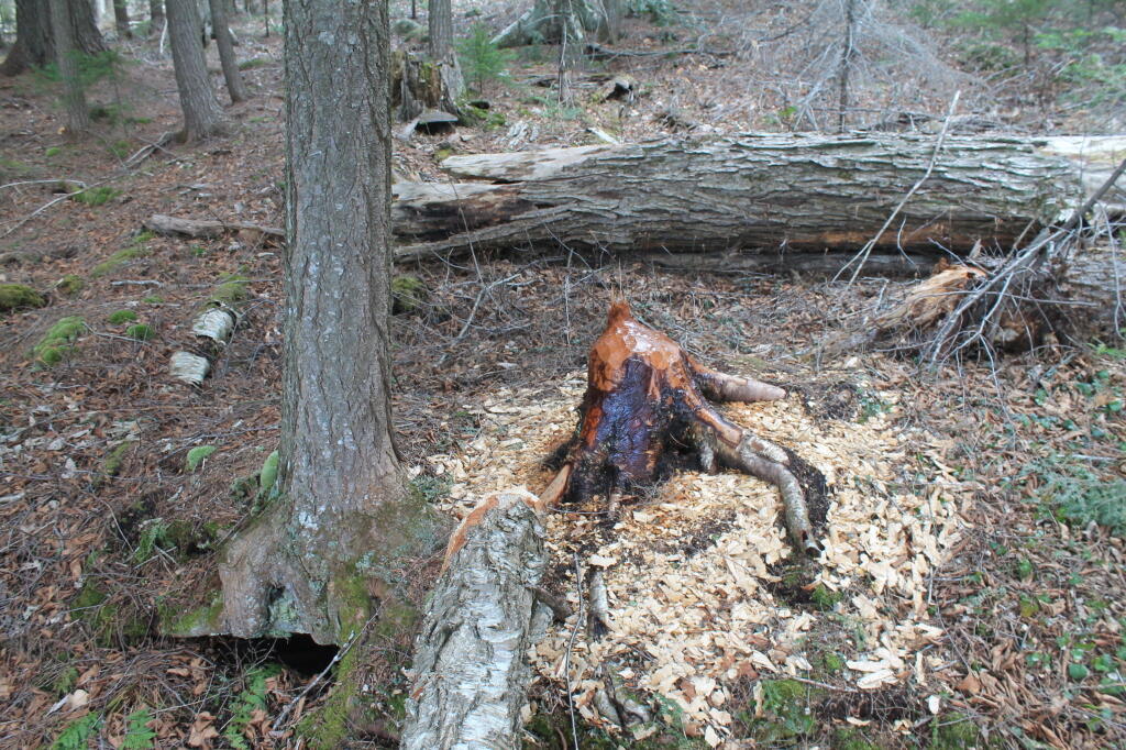 Photo: Just a Stump Left Photo: Just a Stump Left