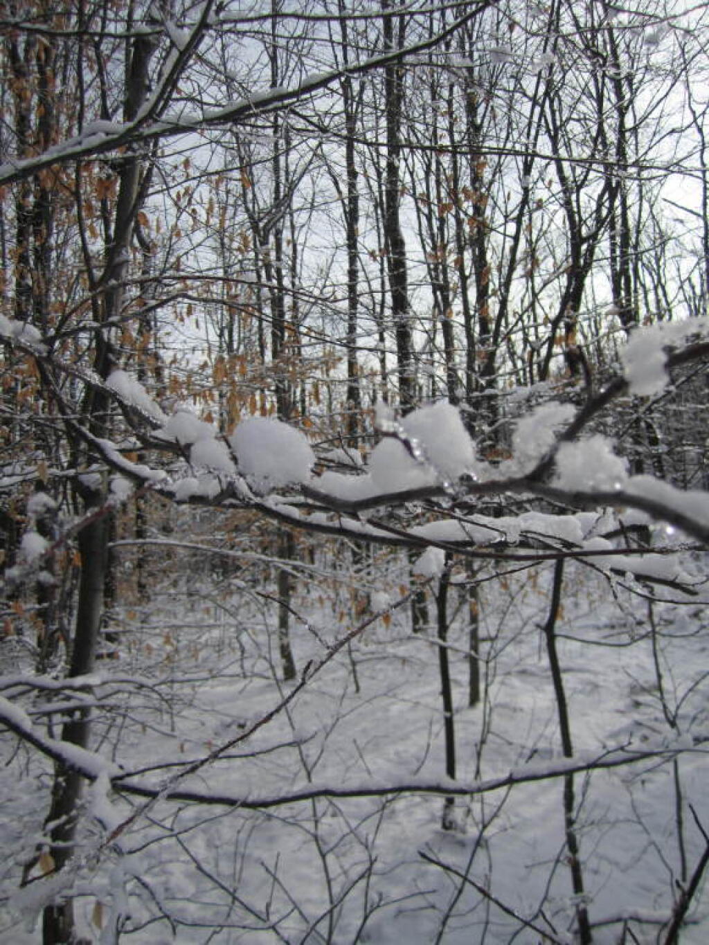 Photo: Snow on Trees