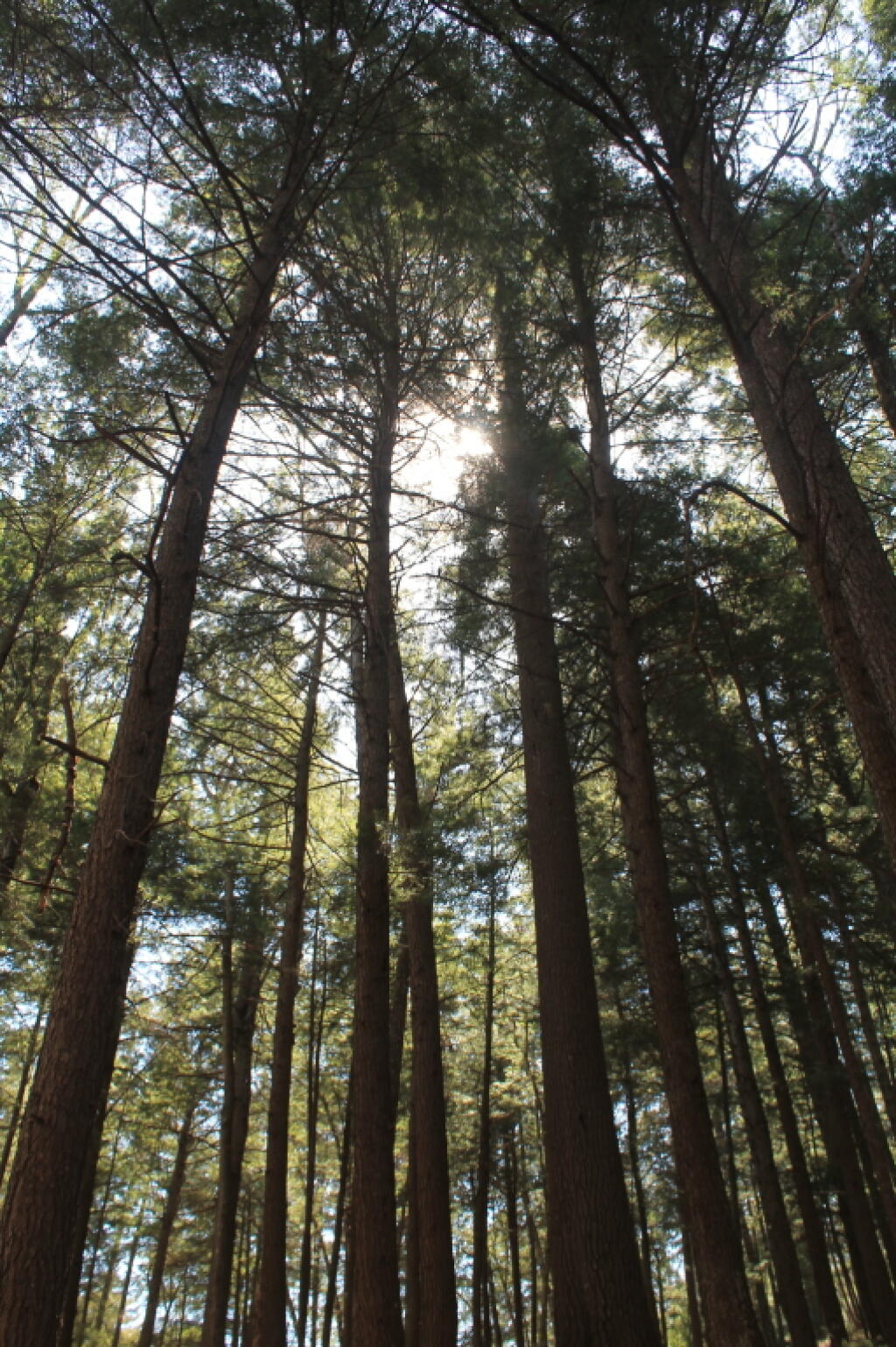 Photo: In the Woods Photo: In the Woods
