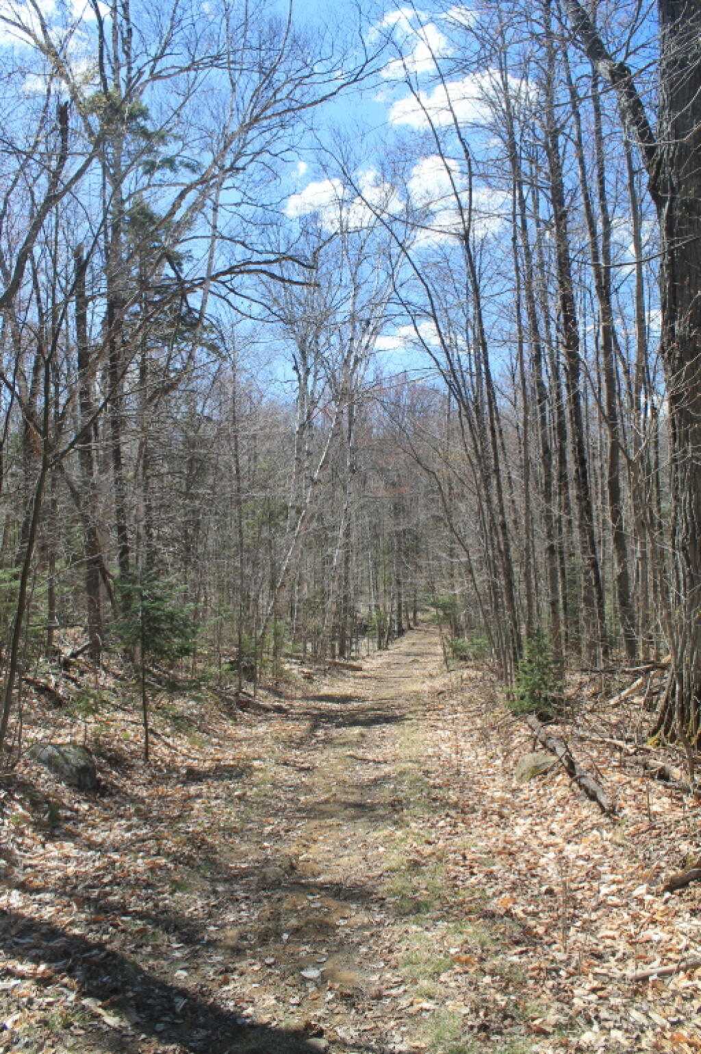 Photo: Bright Day on Old Farm Road