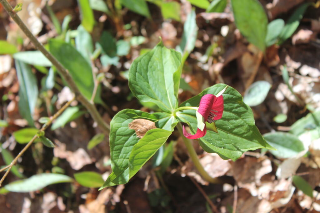 Photo: Photo.2013.05.05 15.15.32