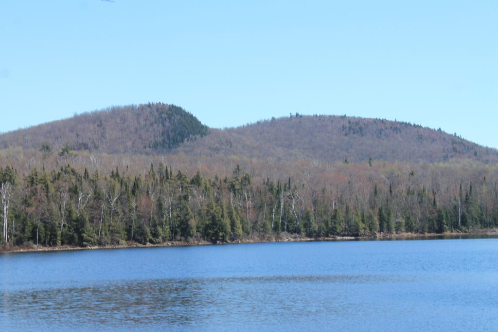 Photo: Balm of Gilead Photo: Balm of Gilead