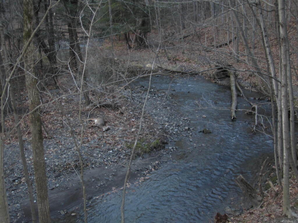 Photo: Vlomans Kill with Doe Along It Photo: Vlomans Kill with Doe Along It