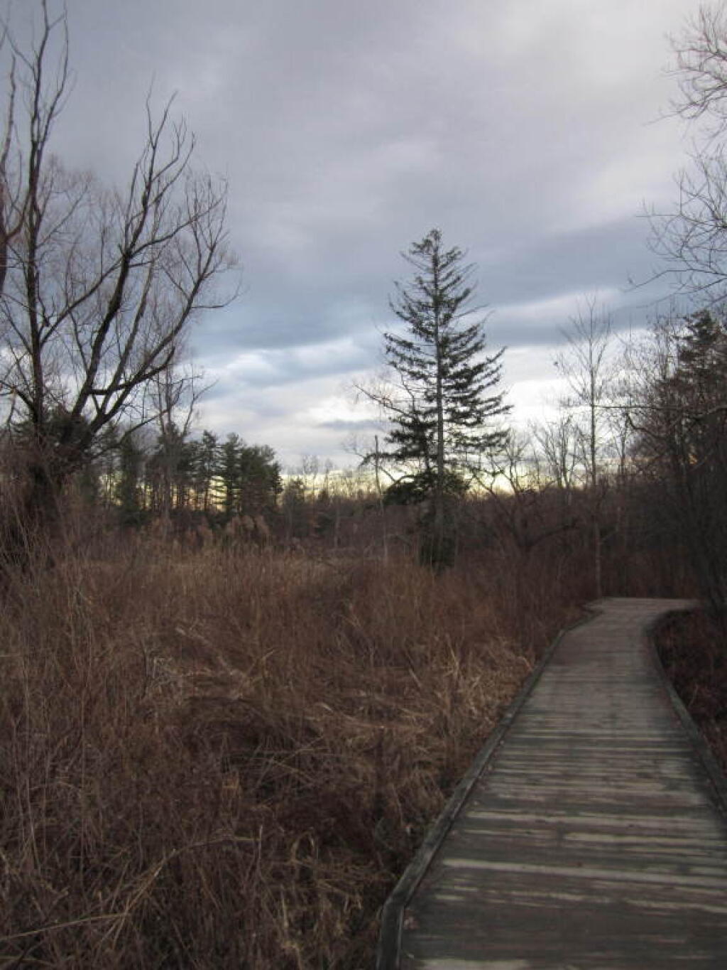 Photo: Along the Boardwalk Photo: Along the Boardwalk