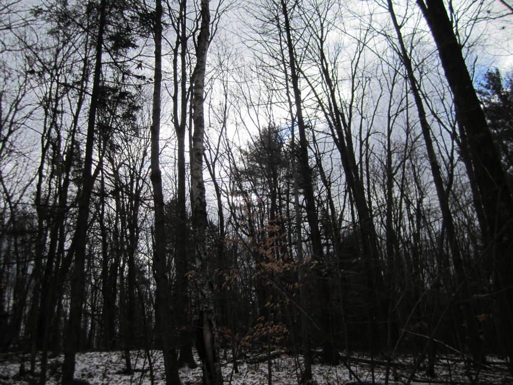 Photo: Along Firetower Road Trail