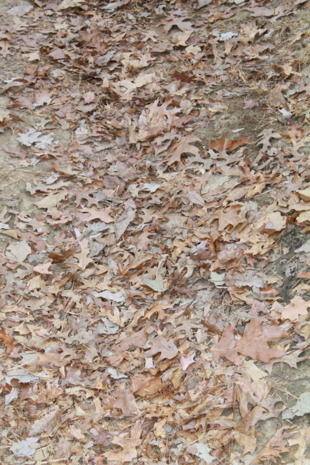Photo: Oak Leaves Photo: Oak Leaves