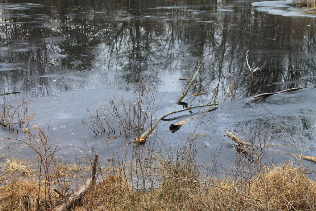 Photo: Ice Forming on the Pond Photo: Ice Forming on the Pond