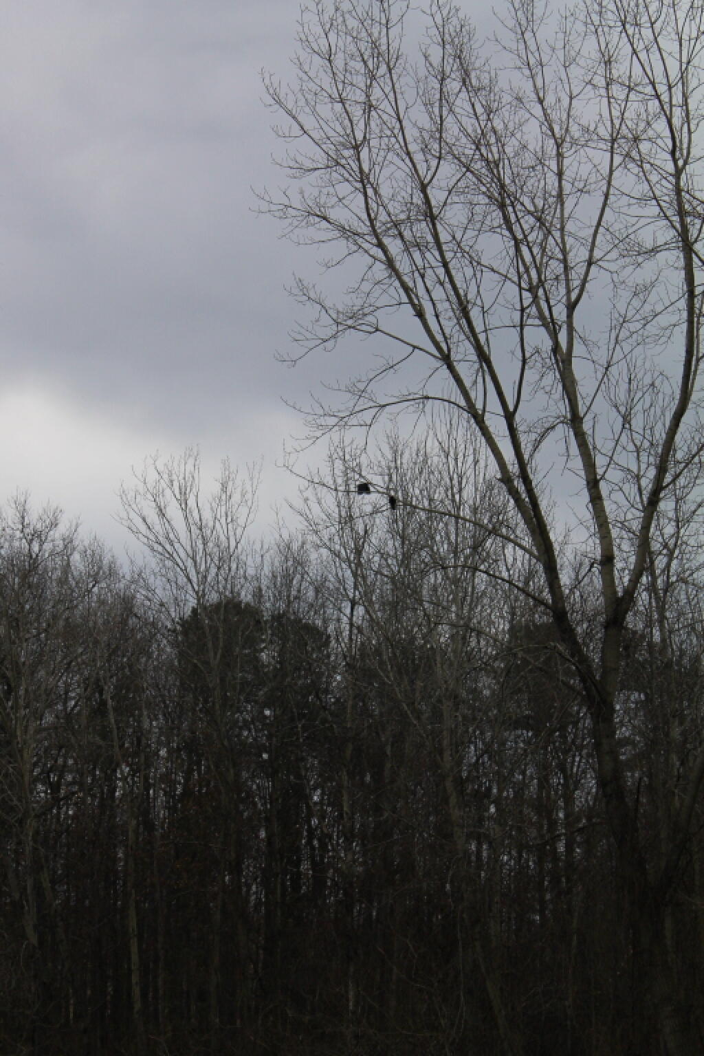 Photo: Crows in the Tree Photo: Crows in the Tree