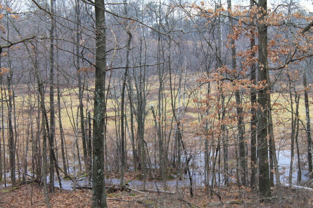 Photo: Wetlands Photo: Wetlands