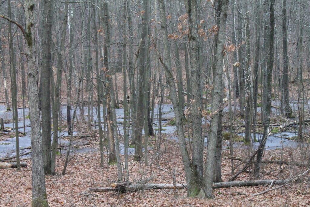 Photo: Another Woody Wetland Photo: Another Woody Wetland