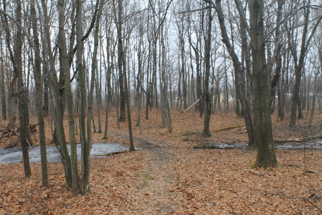 Photo: Wandering thru the Woods