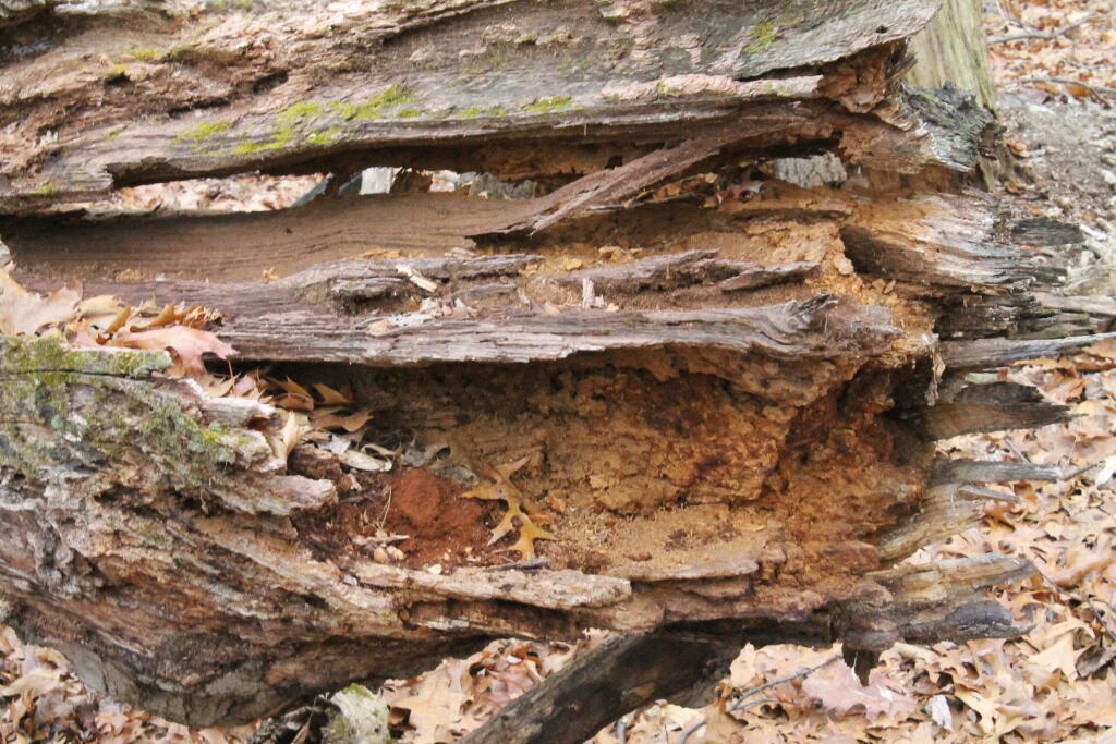 Photo: Rotten Stump Photo: Rotten Stump