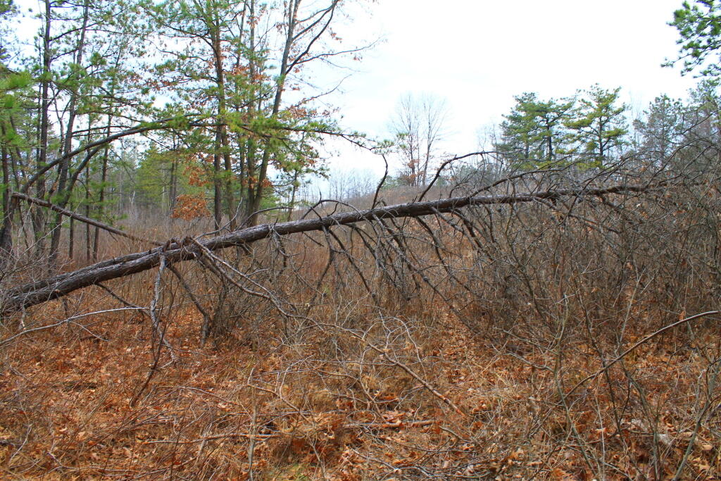 Photo: Downed Tree Photo: Downed Tree