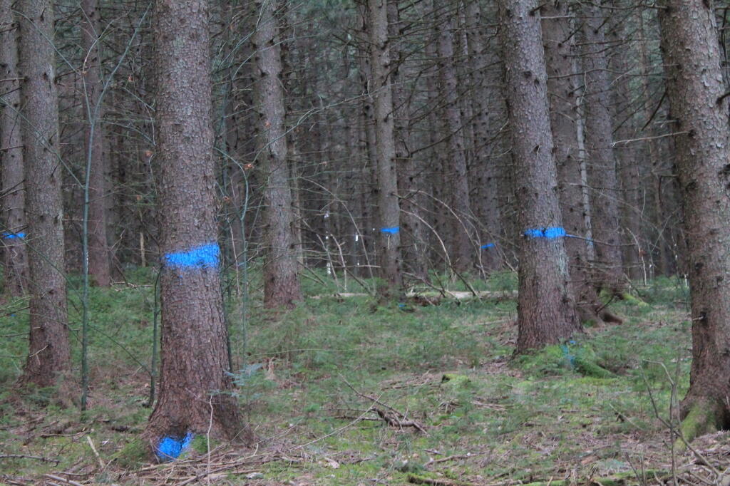 Photo: Timber to Be Cut Photo: Timber to Be Cut