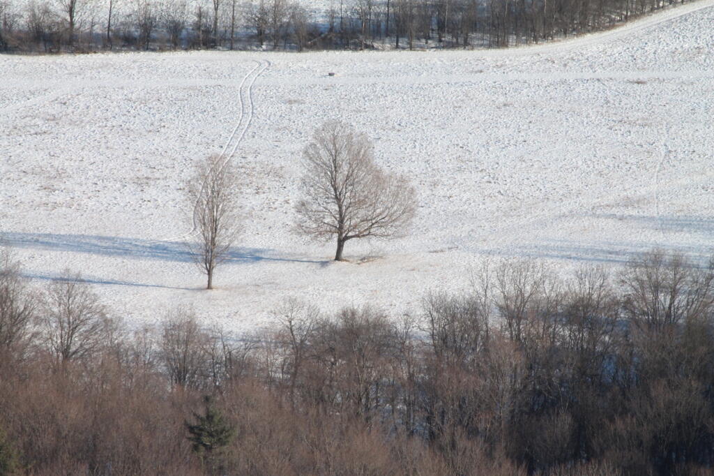 Photo: Tree Photo: Tree