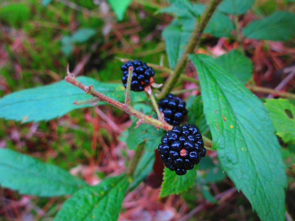 Photo: Blackberries