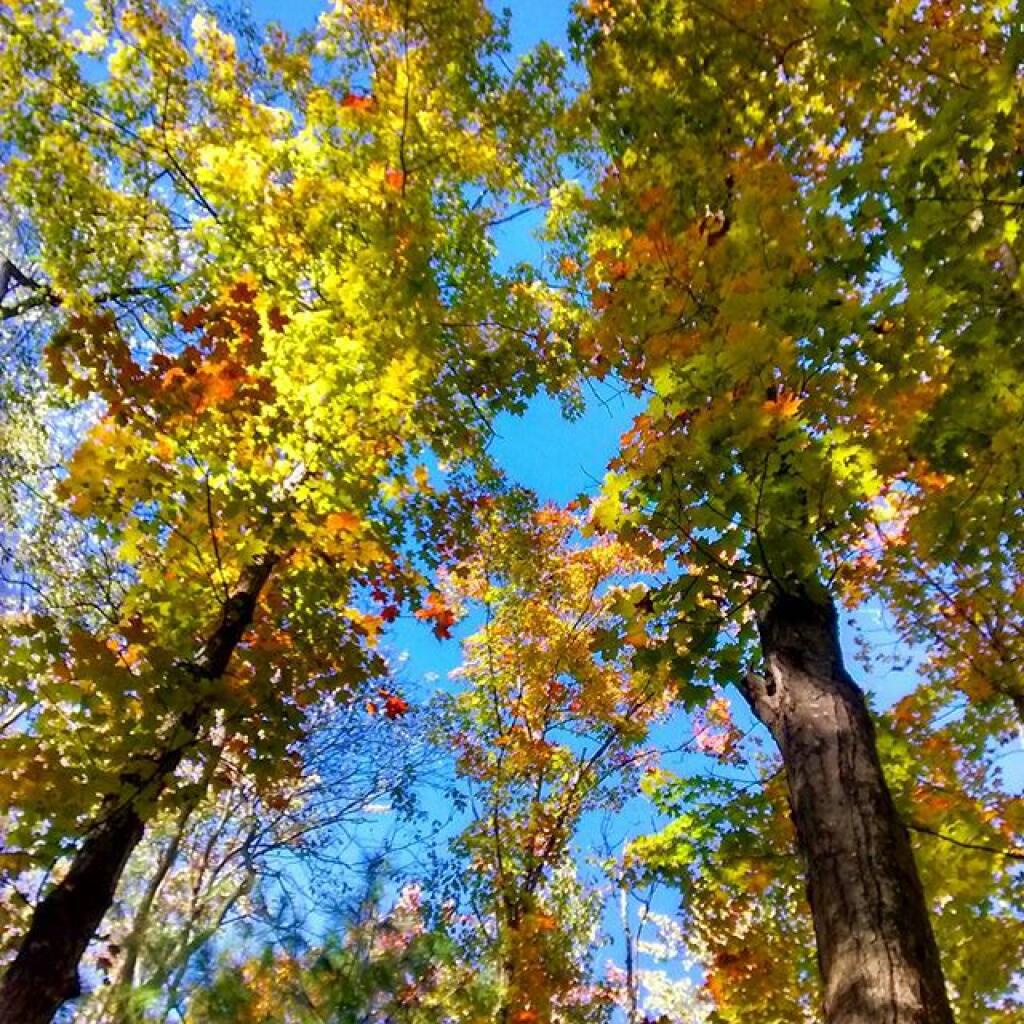 Photo: Maple Photo: Maple