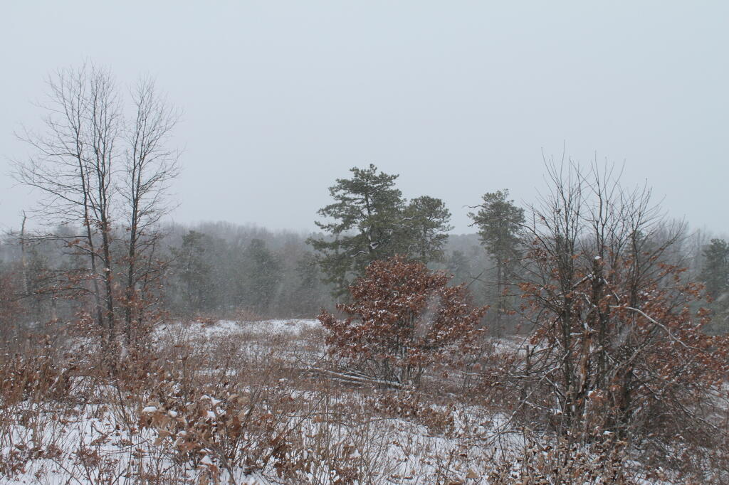 Photo: Out in the Pine Bush Photo: Out in the Pine Bush