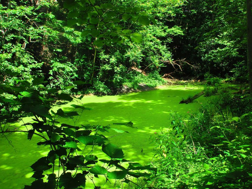 Photo: Old Crooked Lake Canal