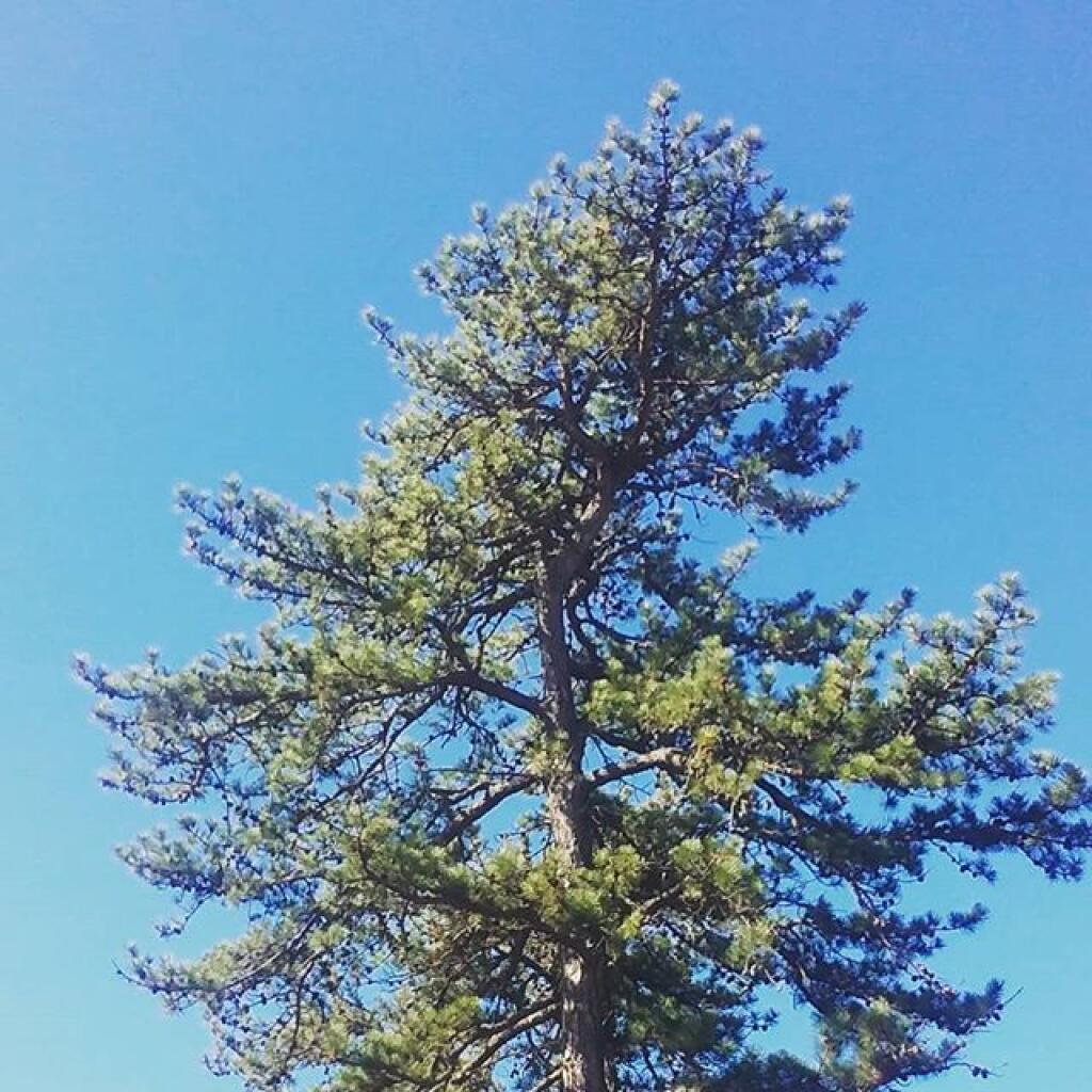 Photo: Pitch Pine Photo: Pitch Pine