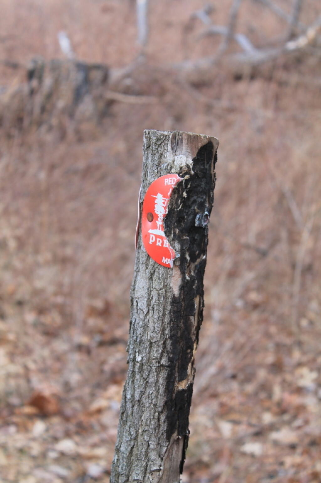 Photo: Partially Incinerated Preserve Marker Photo: Partially Incinerated Preserve Marker