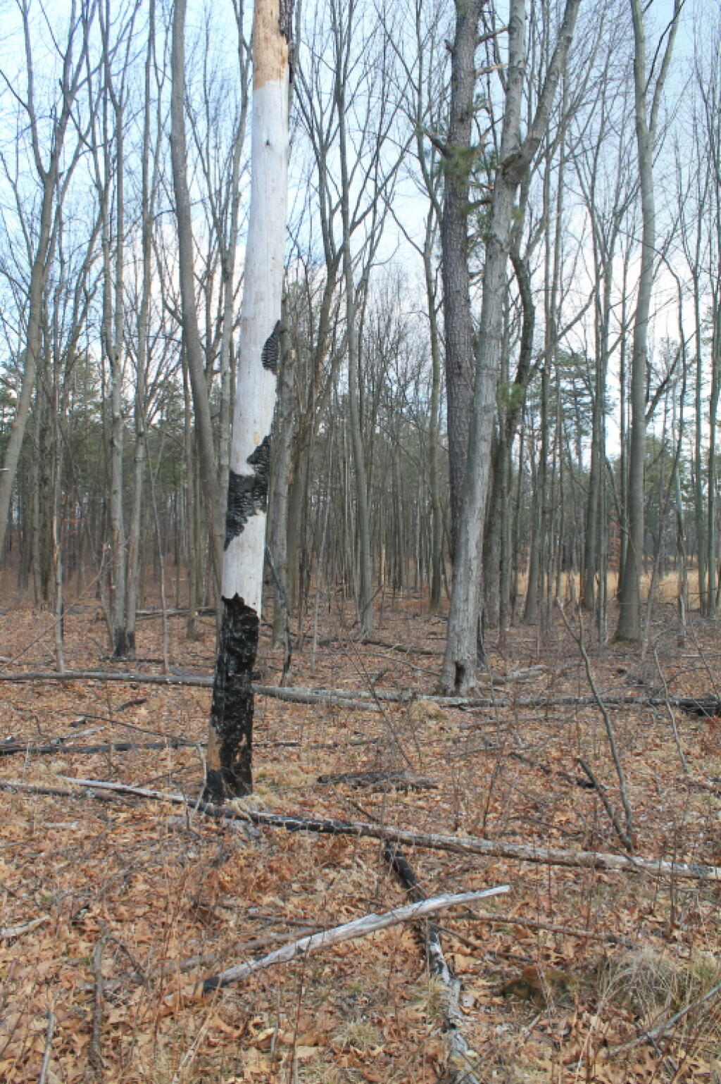 Photo: More Results of Controlled Burn Photo: More Results of Controlled Burn