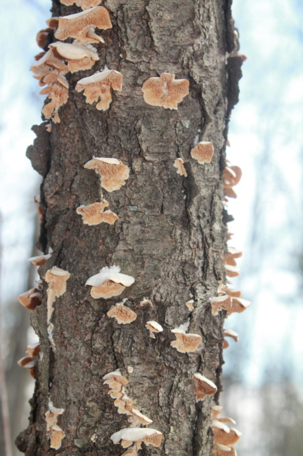 Photo: On a Tree Photo: On a Tree