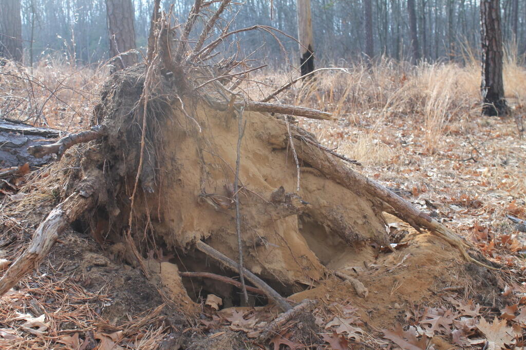 Photo: Uprooted Tree Photo: Uprooted Tree
