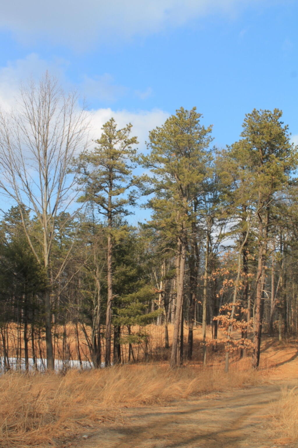 Photo: Trees Along Trail Photo: Trees Along Trail