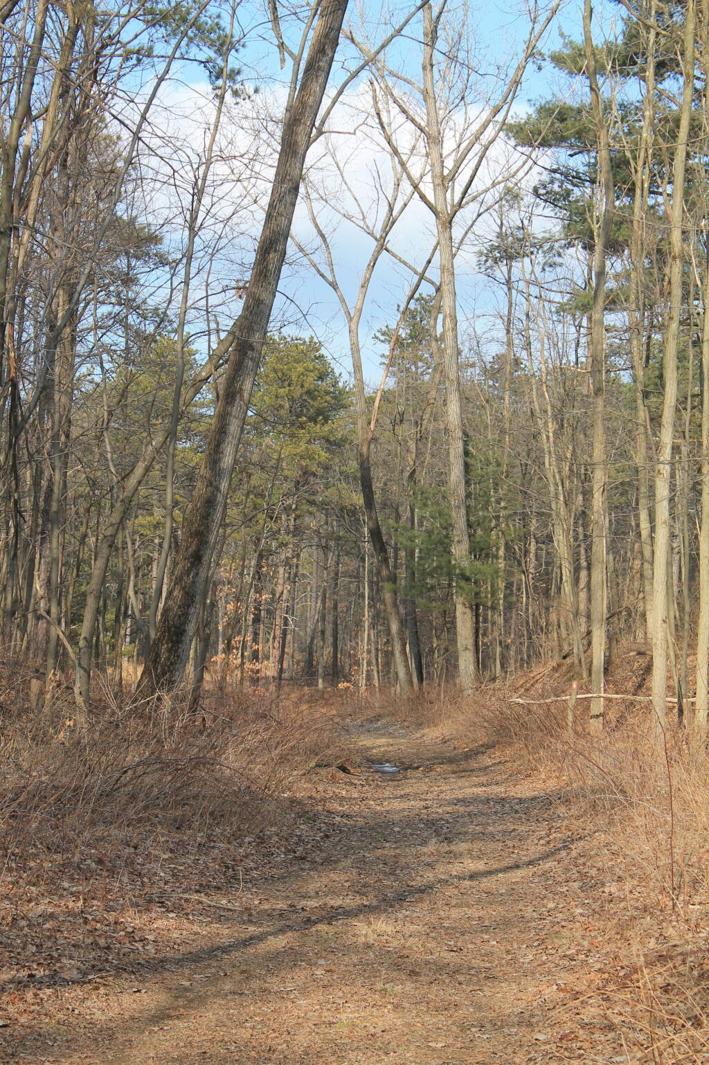 Photo: Woods Walk Photo: Woods Walk