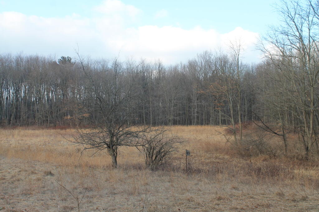 Photo: Apple Tree Photo: Apple Tree