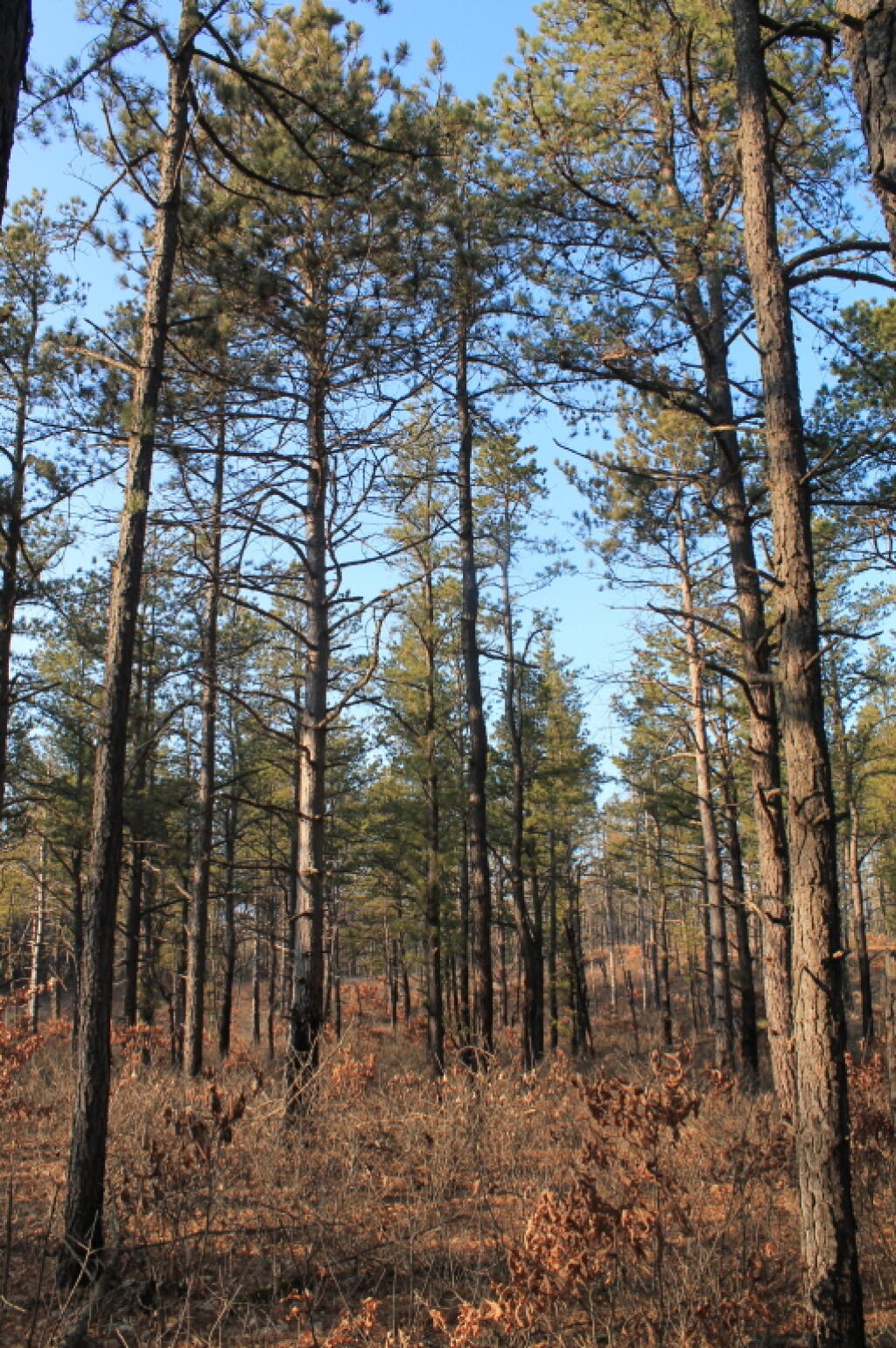 Photo: Thinned Barriens Along Paper Street Photo: Thinned Barriens Along Paper Street