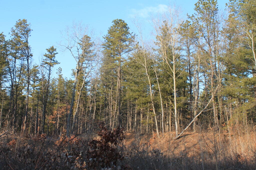 Photo: Recently Cleared Out Area Photo: Recently Cleared Out Area