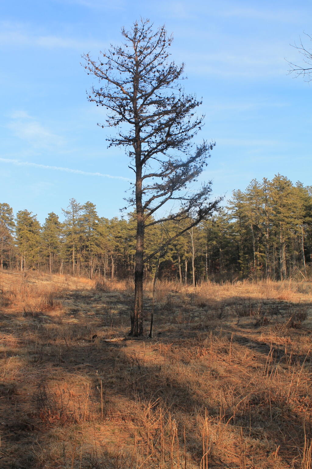Photo: Pitch Pine Photo: Pitch Pine