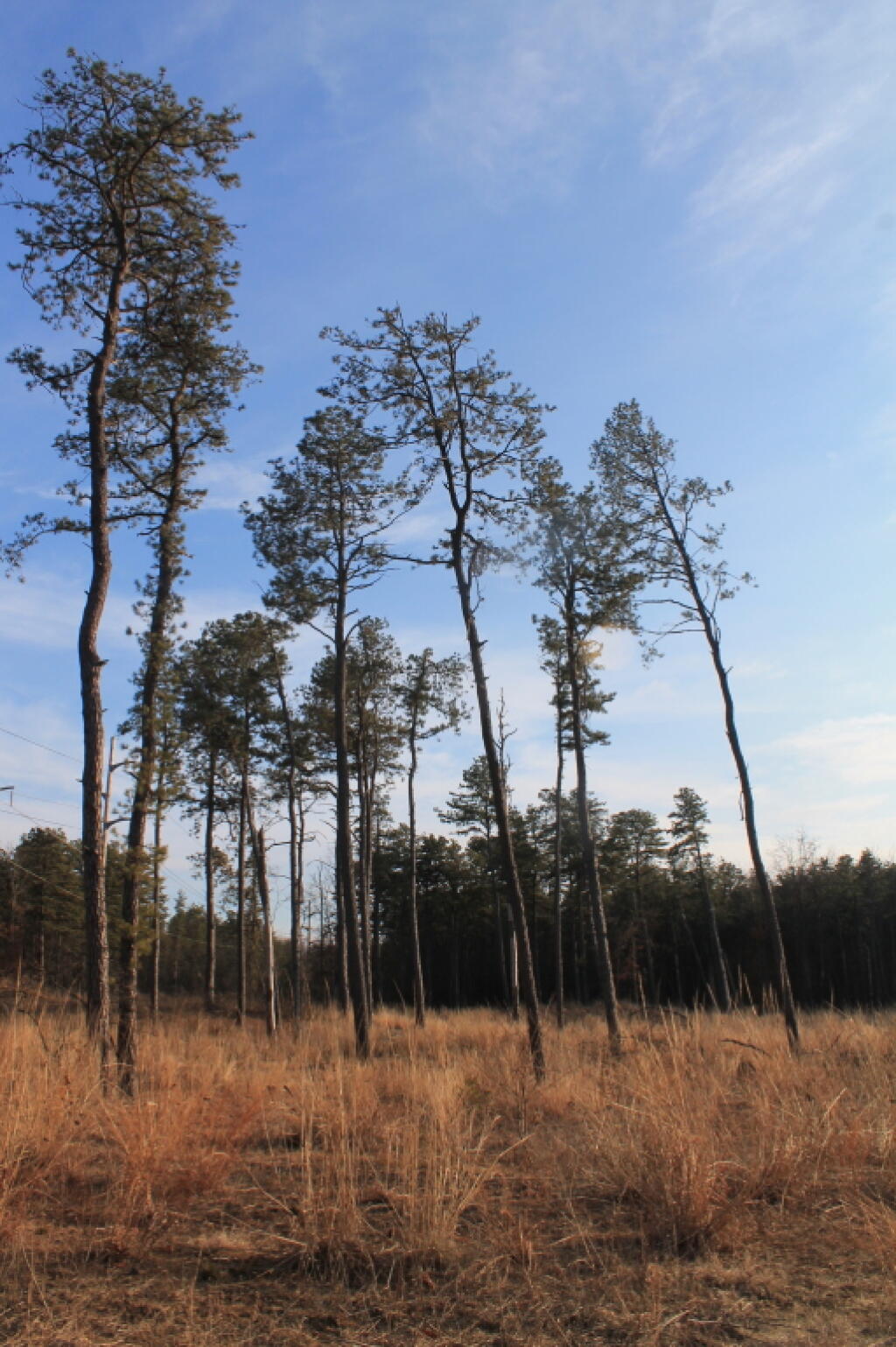 Photo: Open Area Photo: Open Area