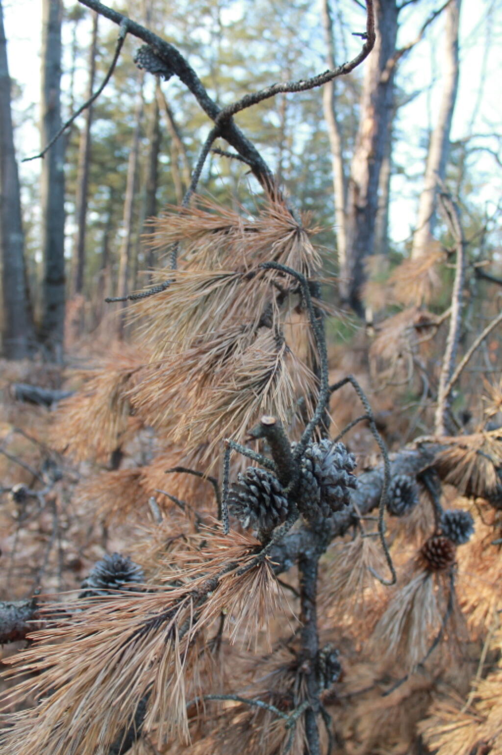 Photo: Pine Cones Photo: Pine Cones