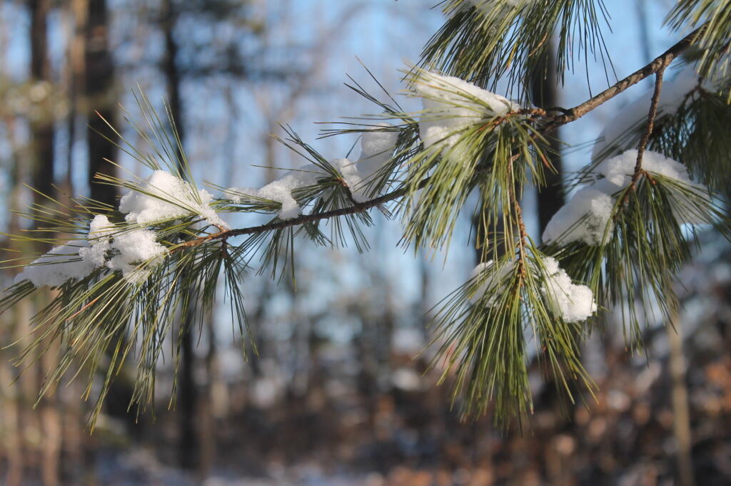 Photo: Snow Photo: Snow