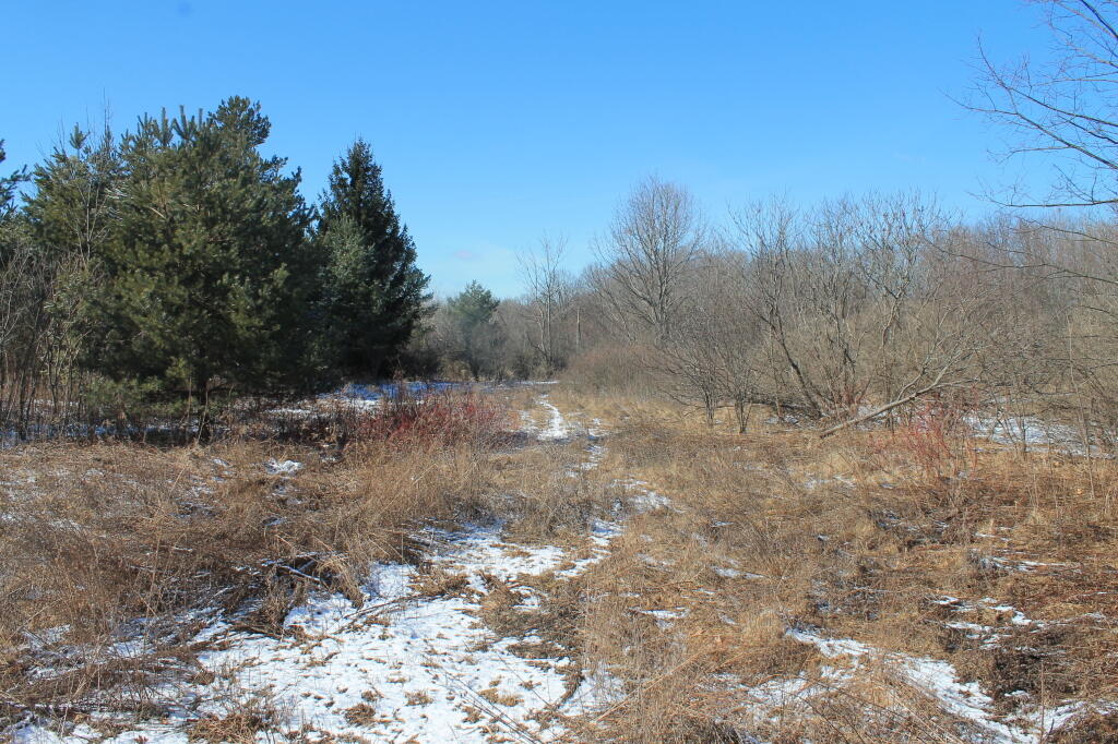 Photo: Reverting to Woods