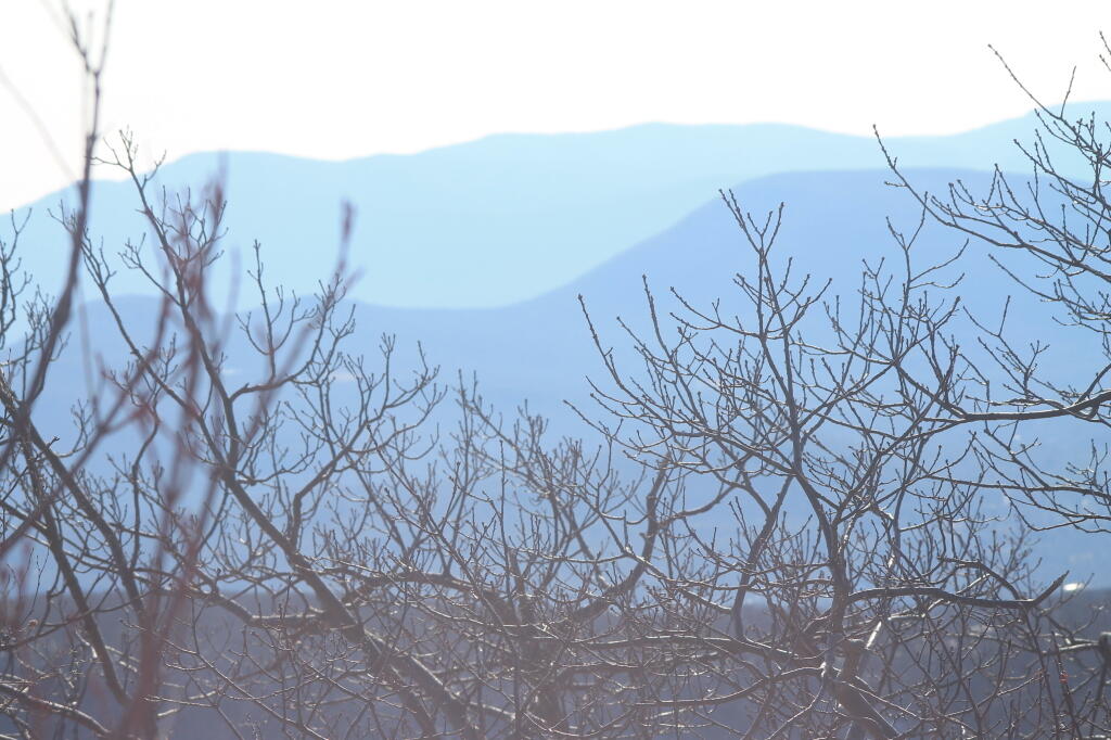 Photo: Thru the Trees Photo: Thru the Trees
